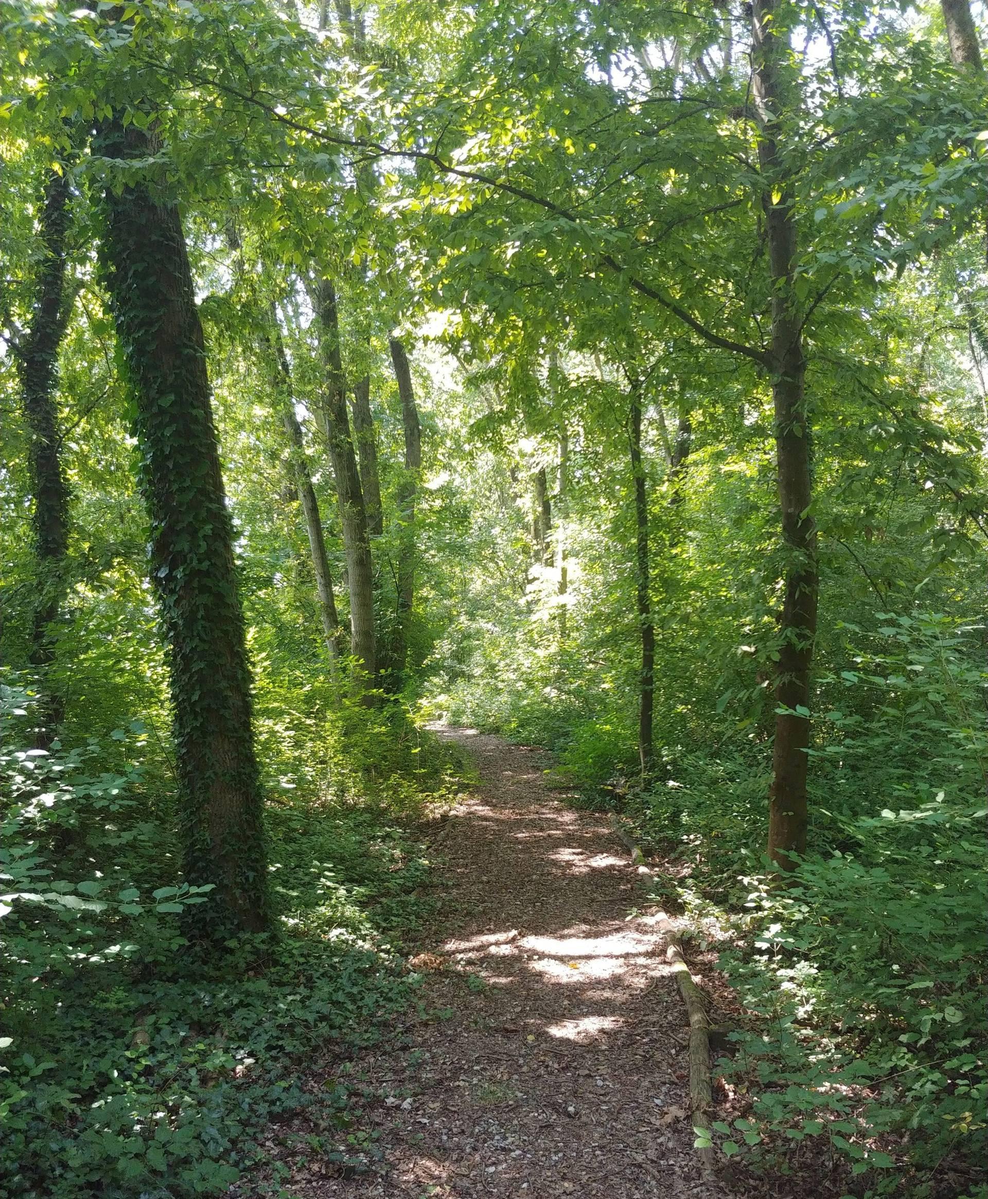 Bosco del Parauro
