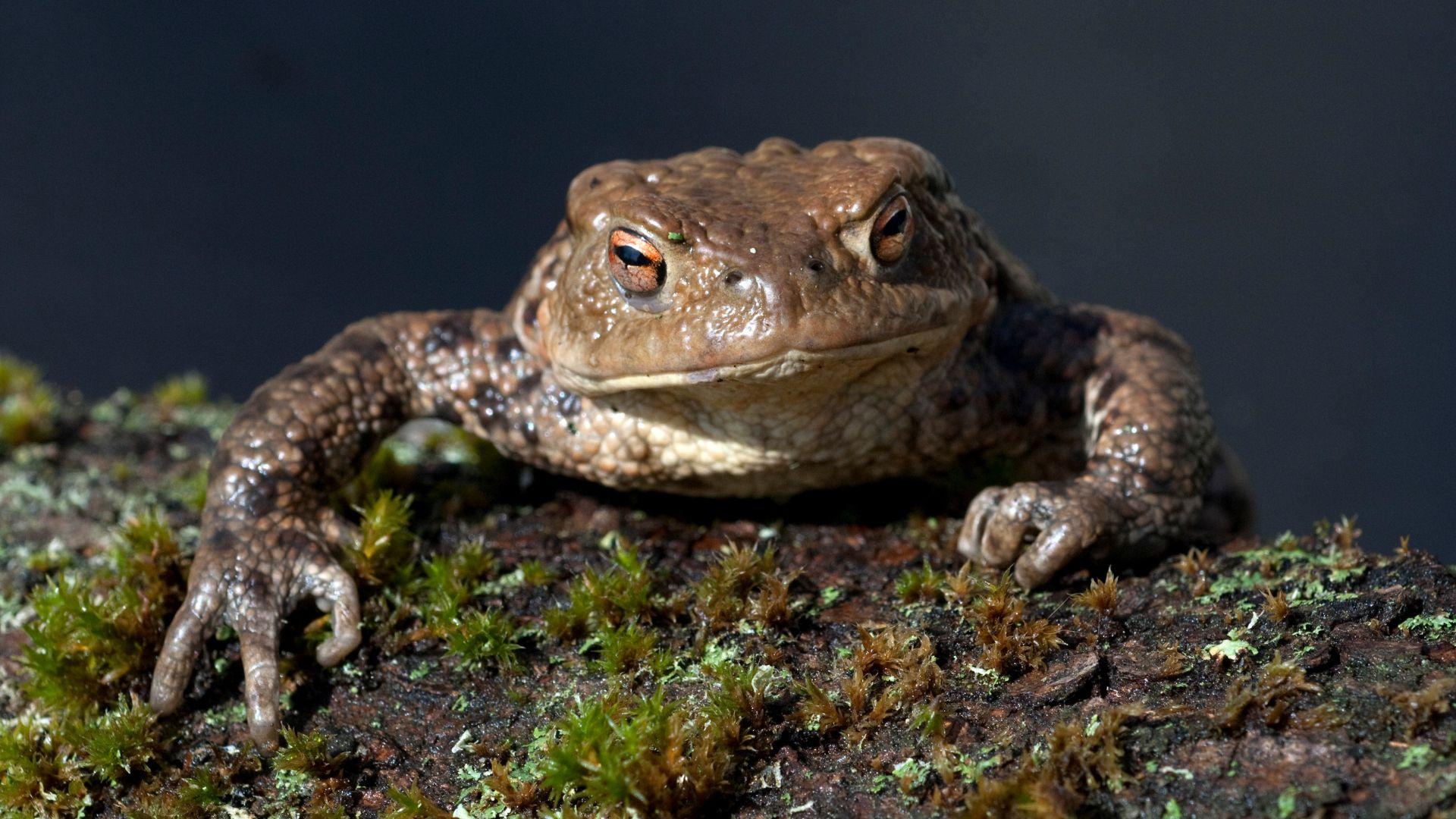 Gli anfibi e rettili del Veneto, conoscerli per tutelarli
