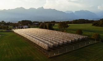 Azienda Agricola Enrica Balzan