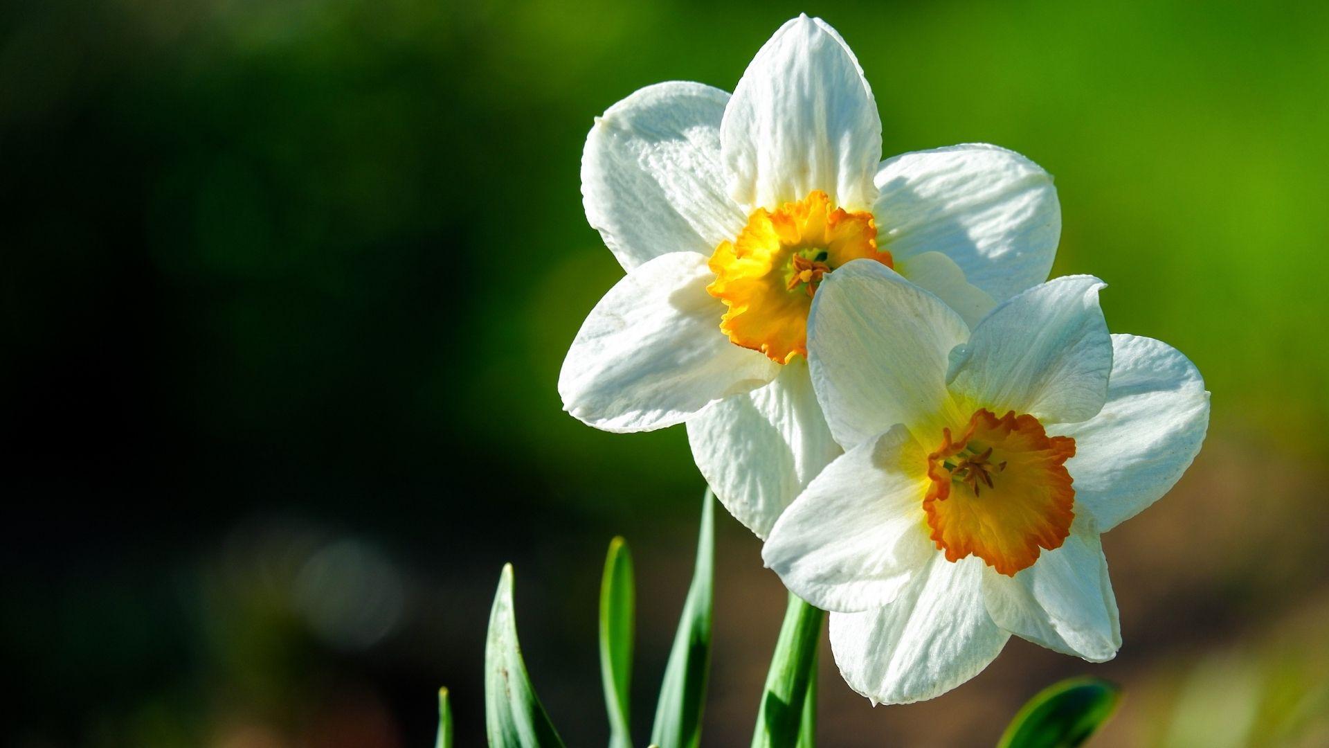 I narcisi più belli del mondo – Guide Mazarol