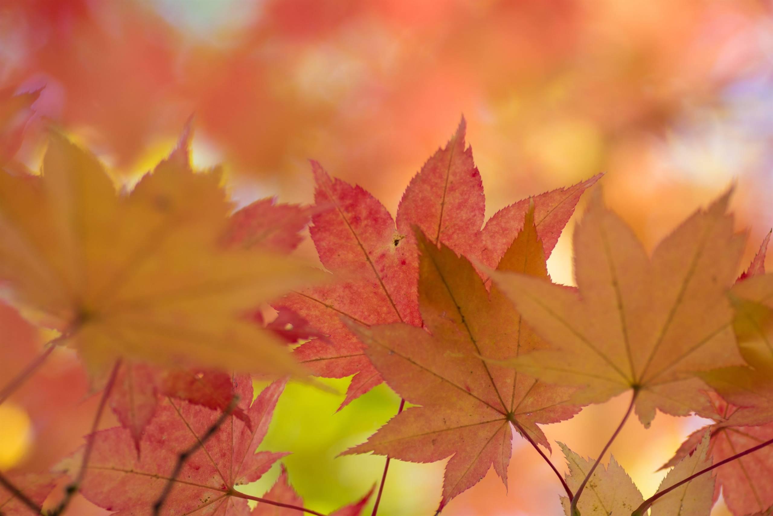 Festa di San Leonardo