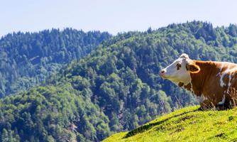 Azienda Agriola Zanella Matteo