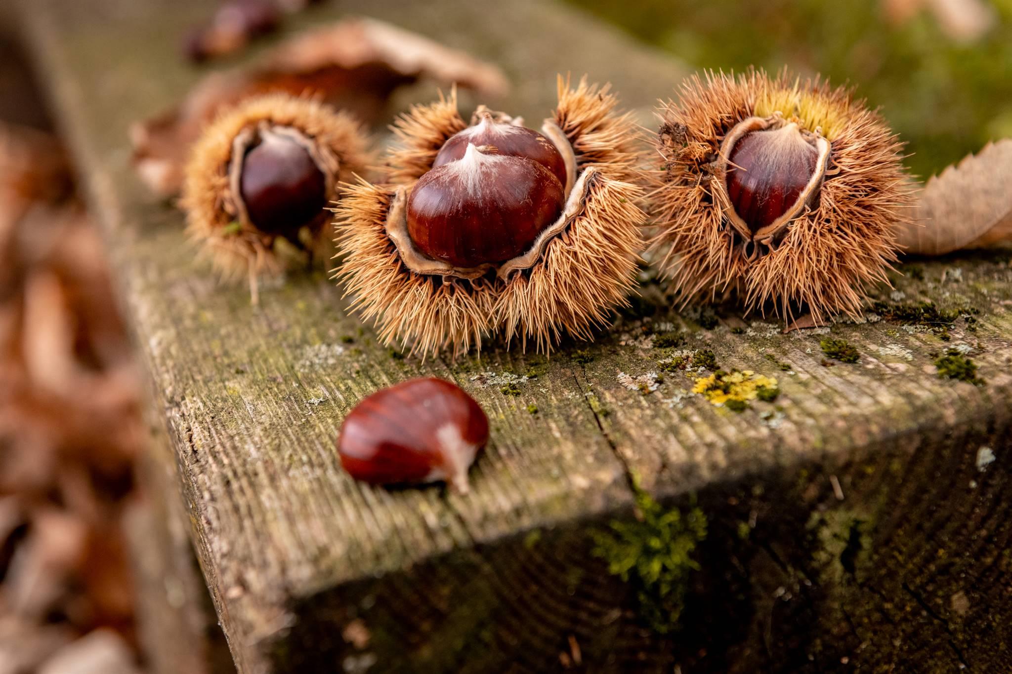 Festa della Castagna della Valle del Centa