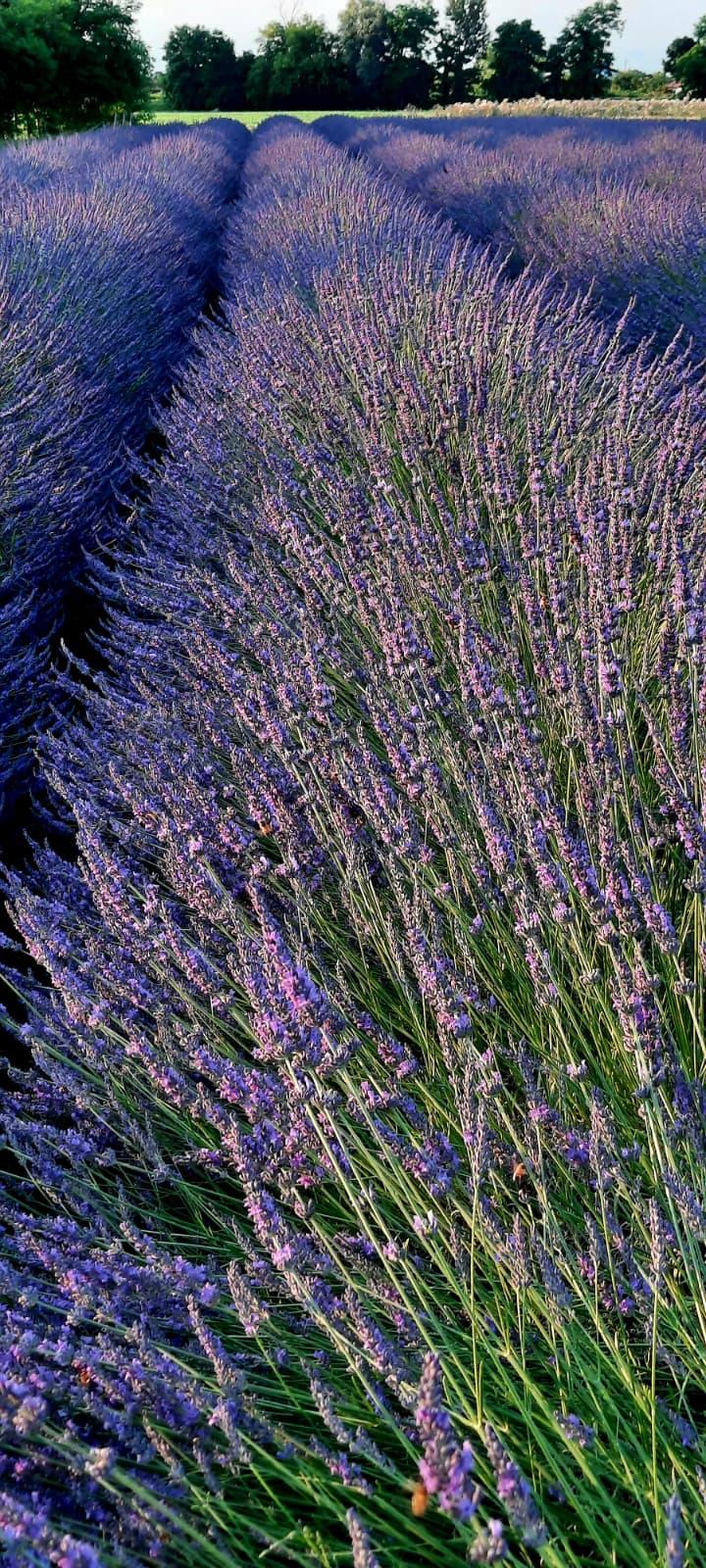LAVANDA DEL BRENTA