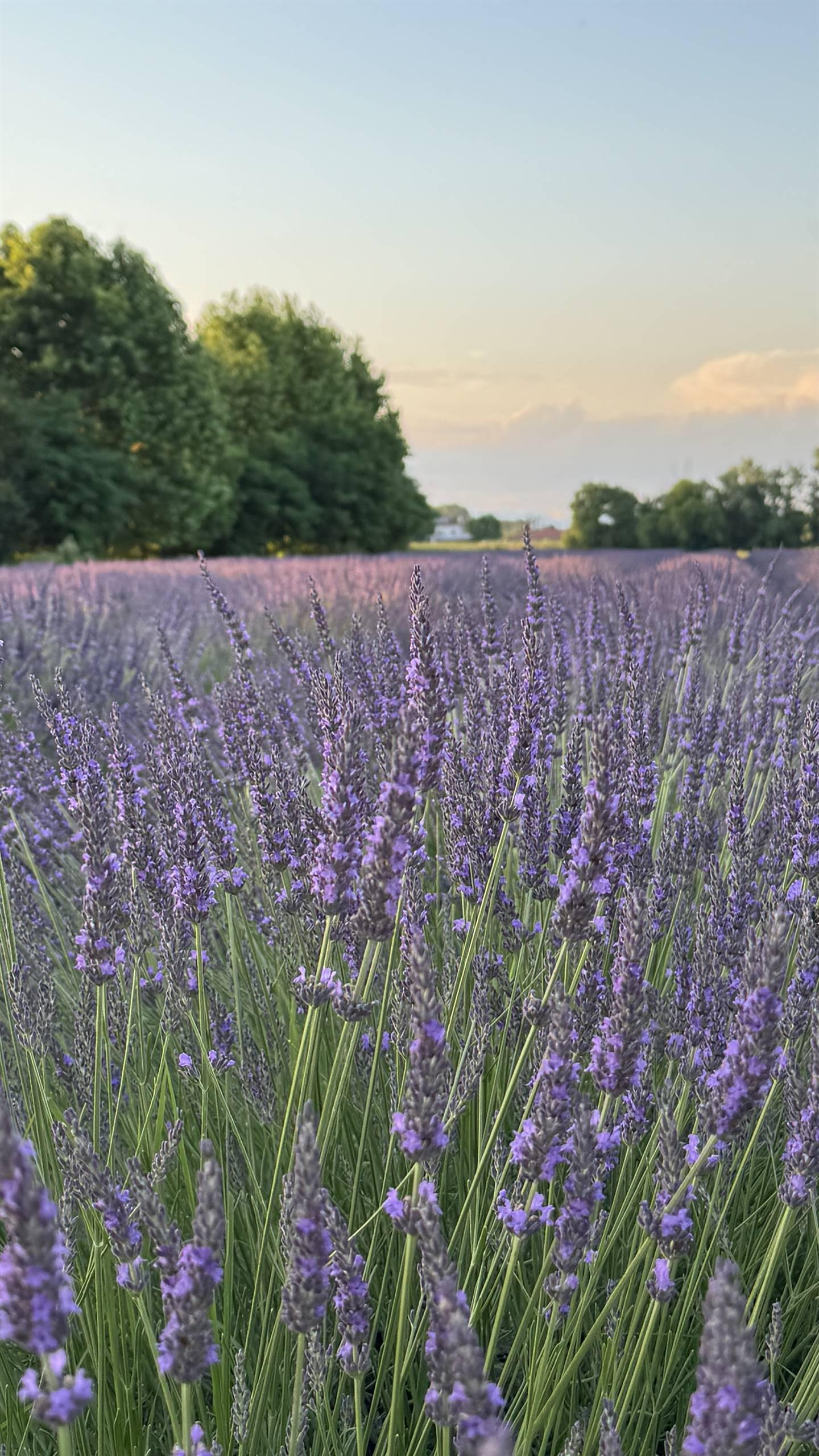 LAVANDA DEL BRENTA