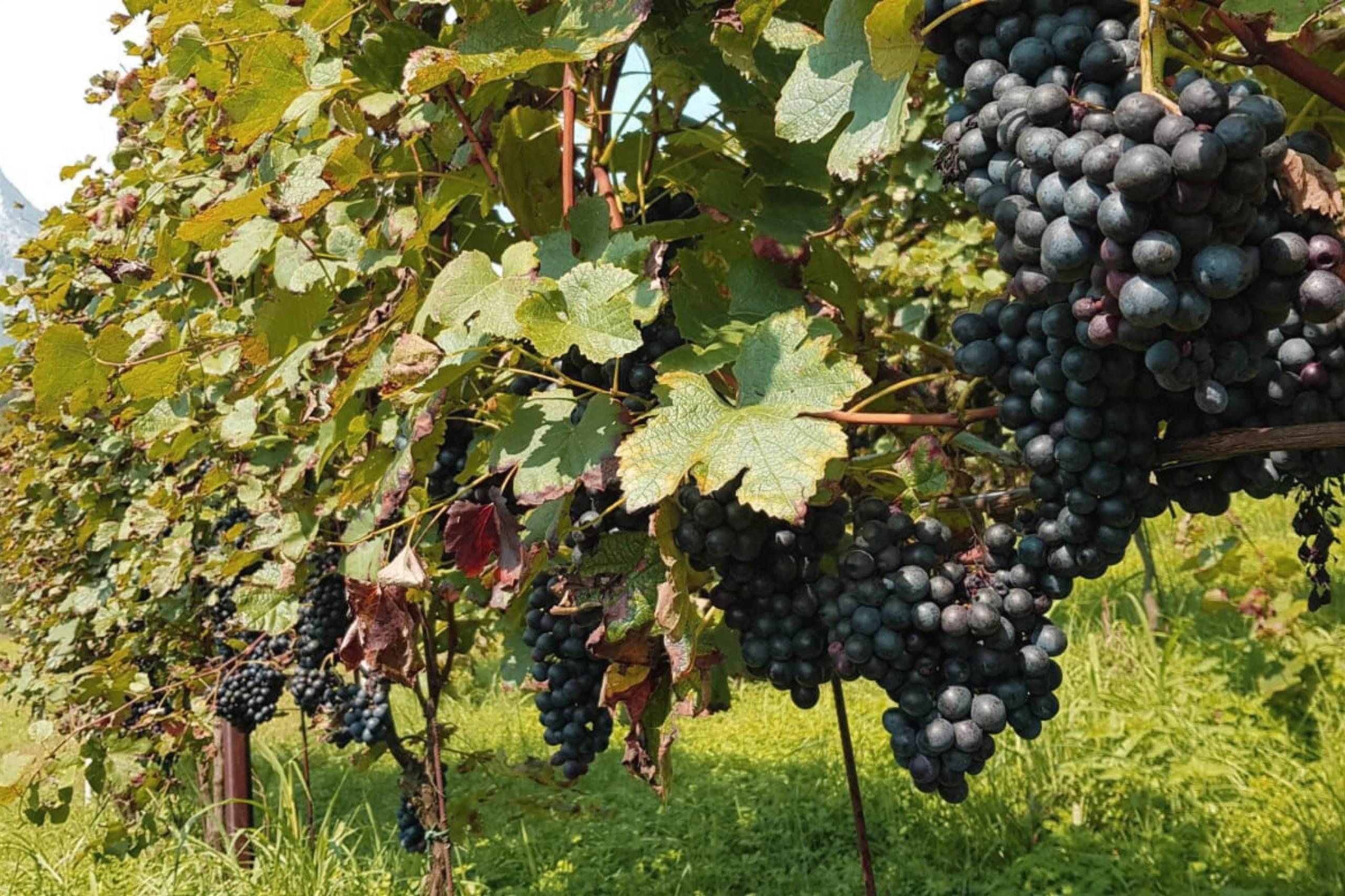 Cantina De Martin