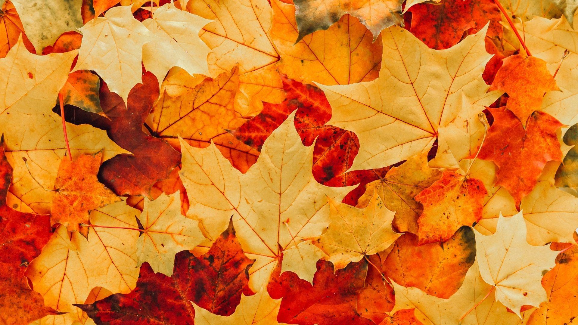 Foglie d’autunno tra Levego e Modolo