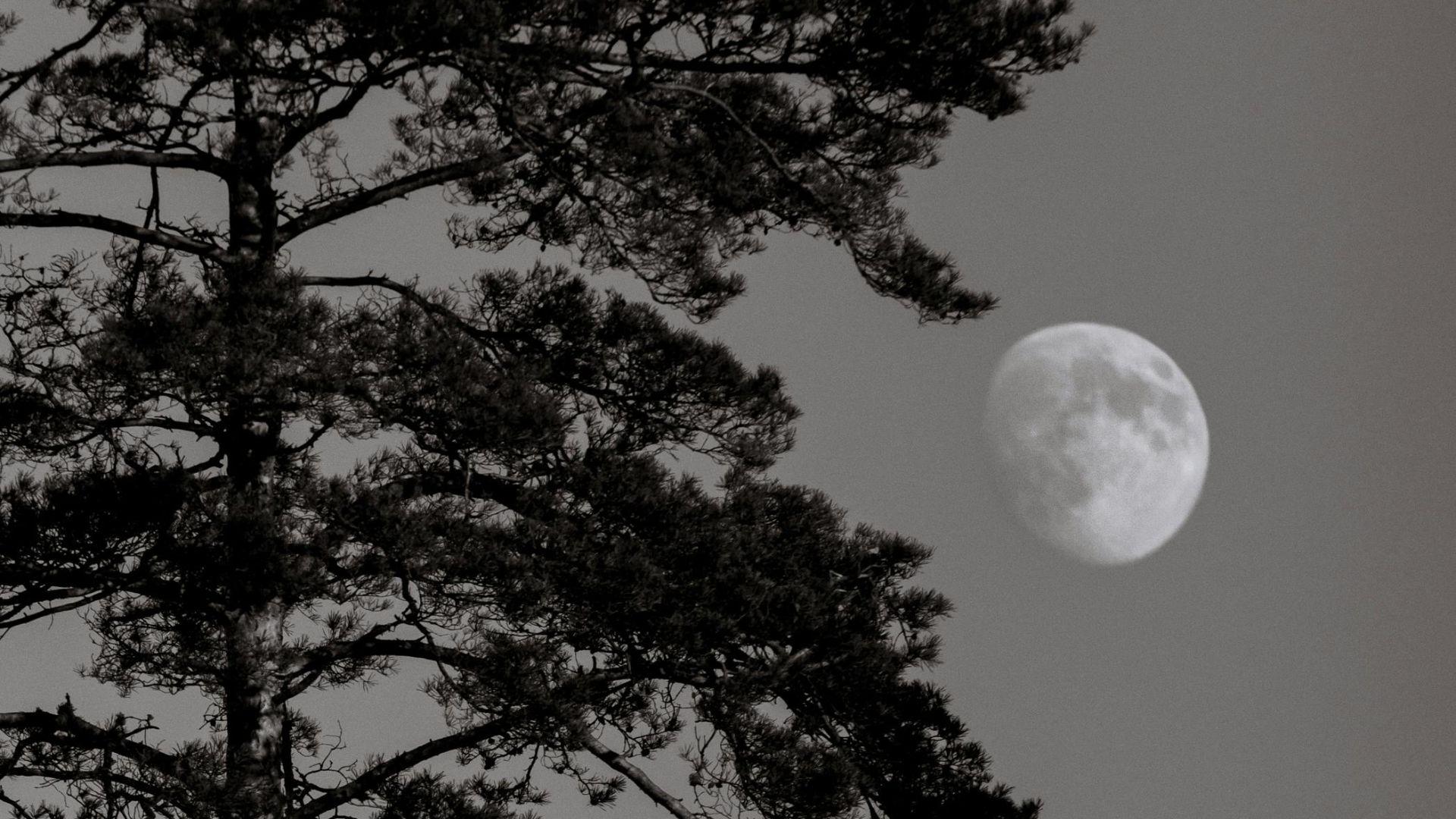 La Luna Bianca della Neve