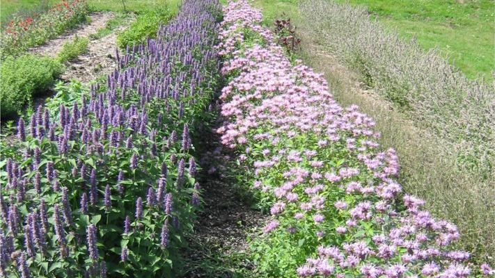 campi di erbe officinali