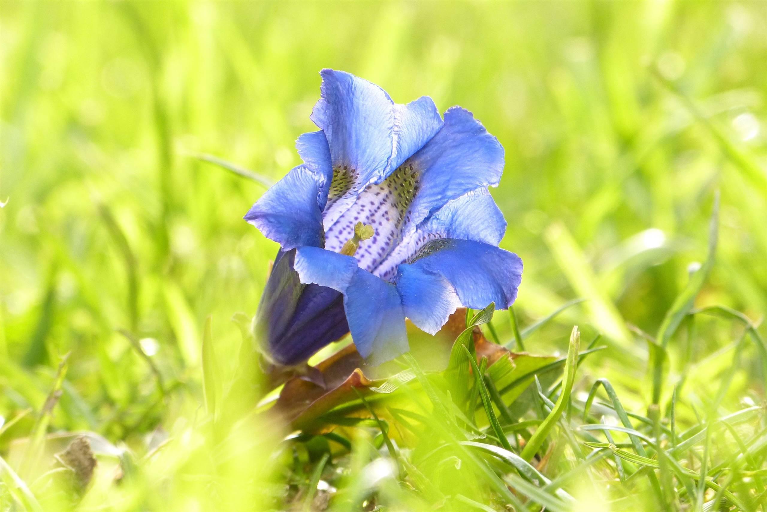 ALBERGO DIFFUSO FALLER (DIPENDENZA GENZIANA)