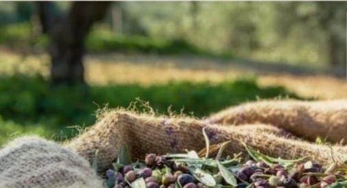 Camminata tra gli olivi "Radici d'Italia ogni Cultivar, una storia da raccontar"