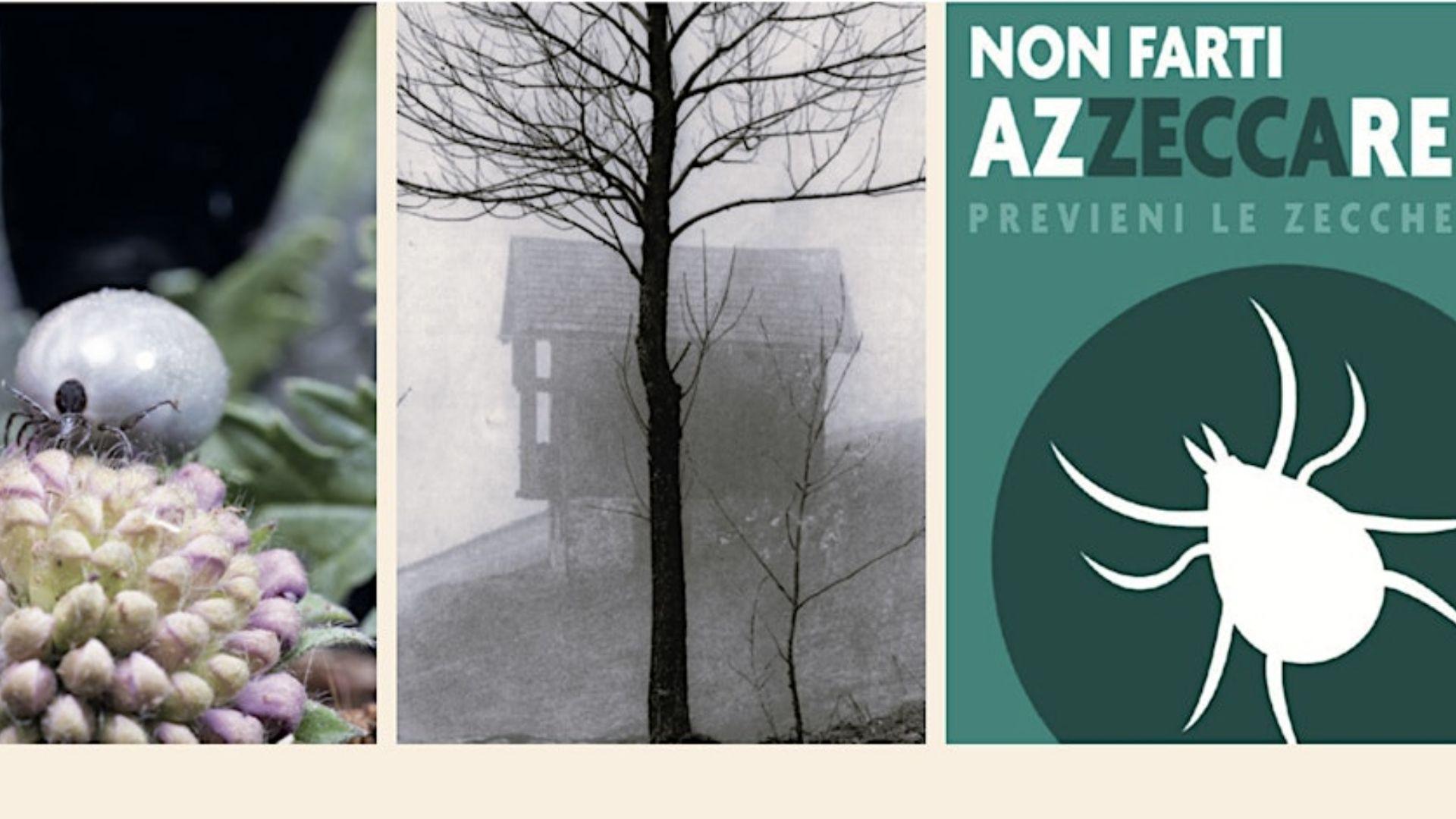 Il mondo di una zecca