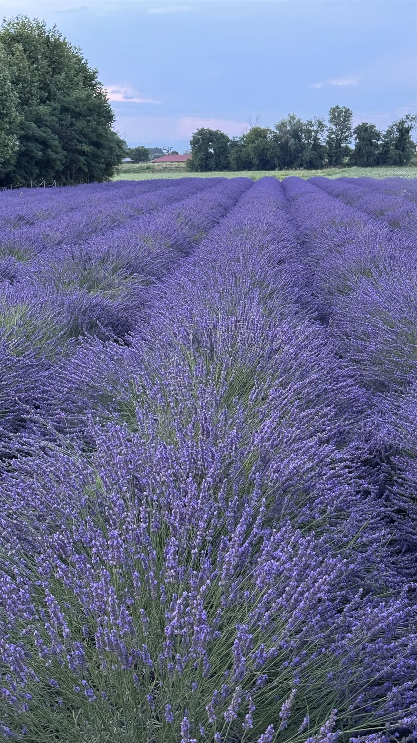 LAVANDA DEL BRENTA