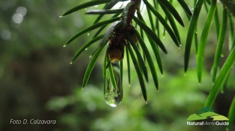 Escursione “Immersione in foresta”