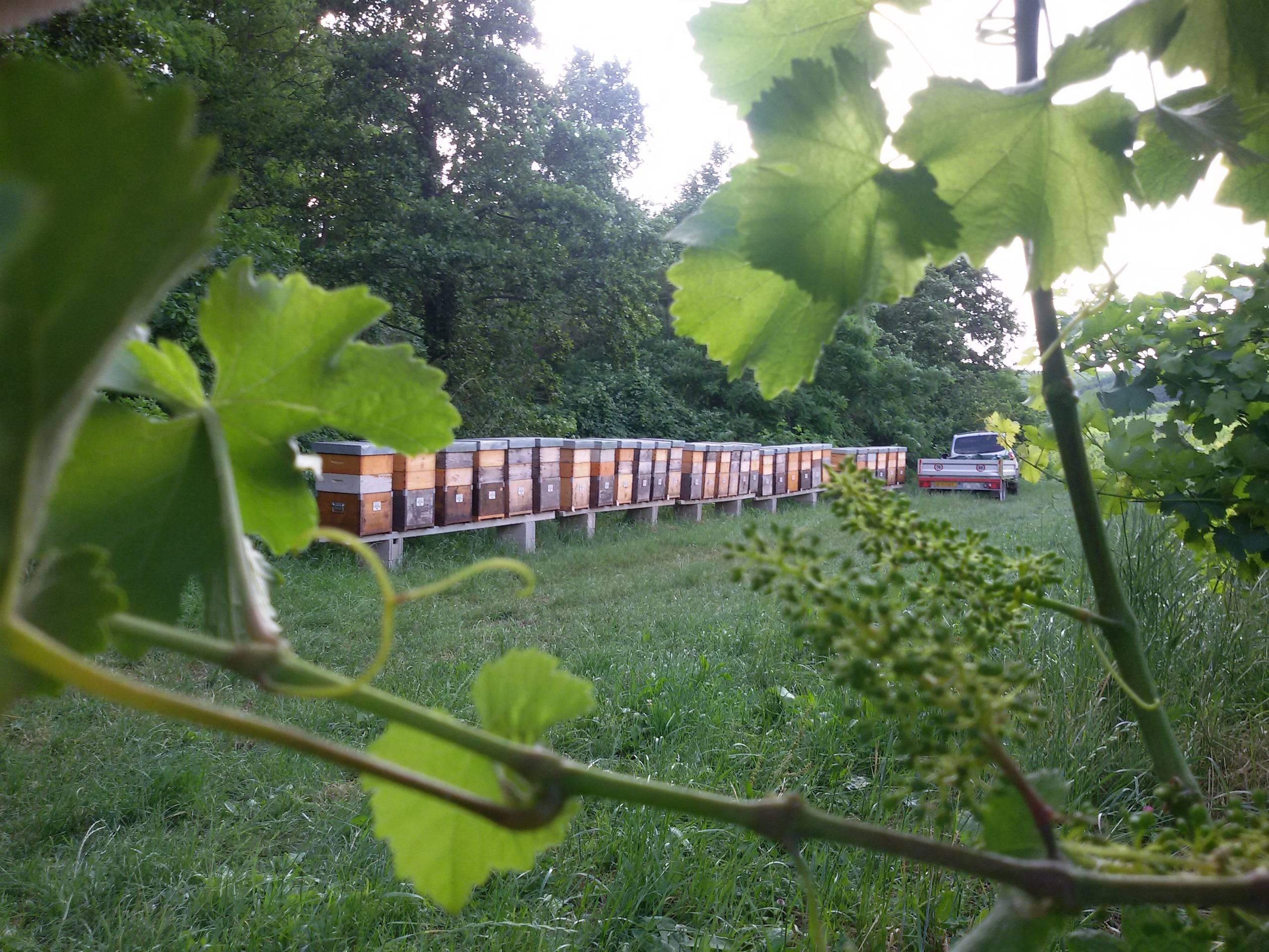 APE AGRICOLA DI STEFANI RICCARDO