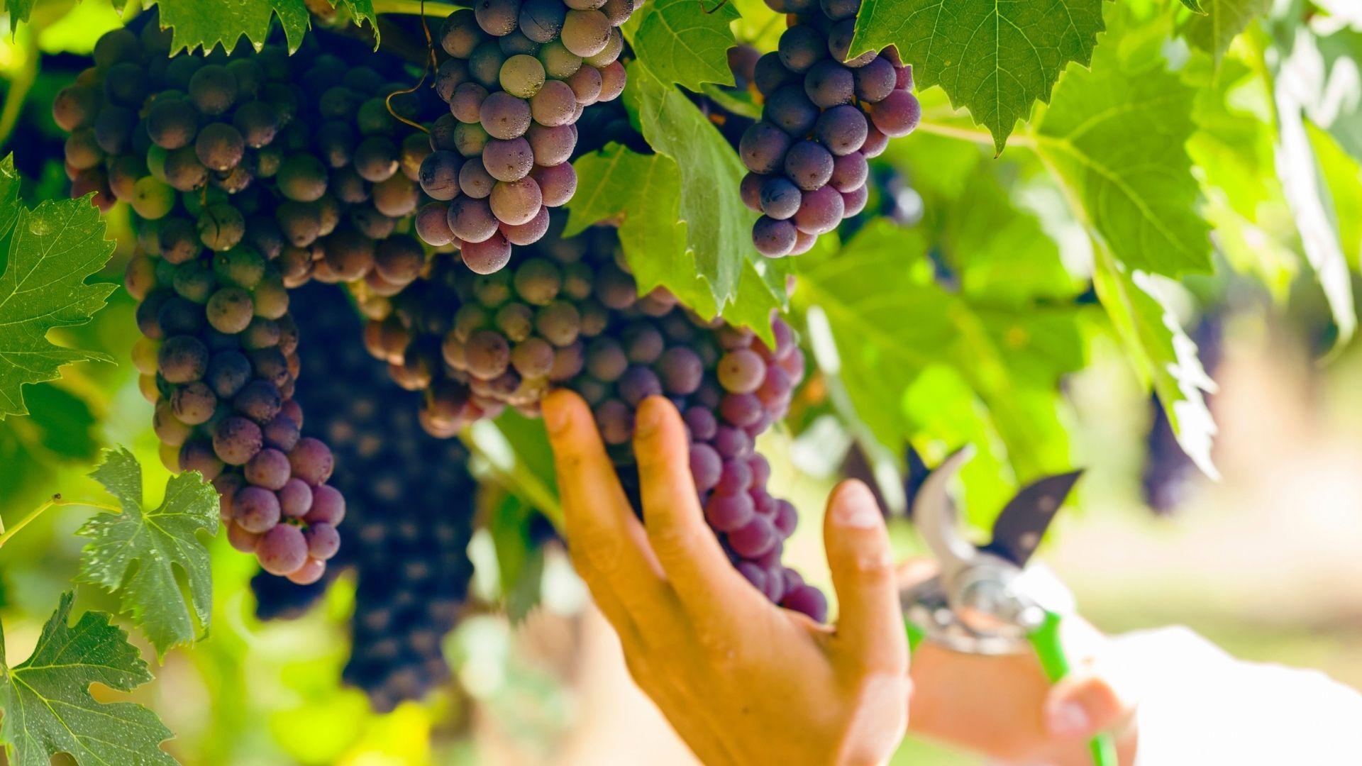 Festa della Vendemmia