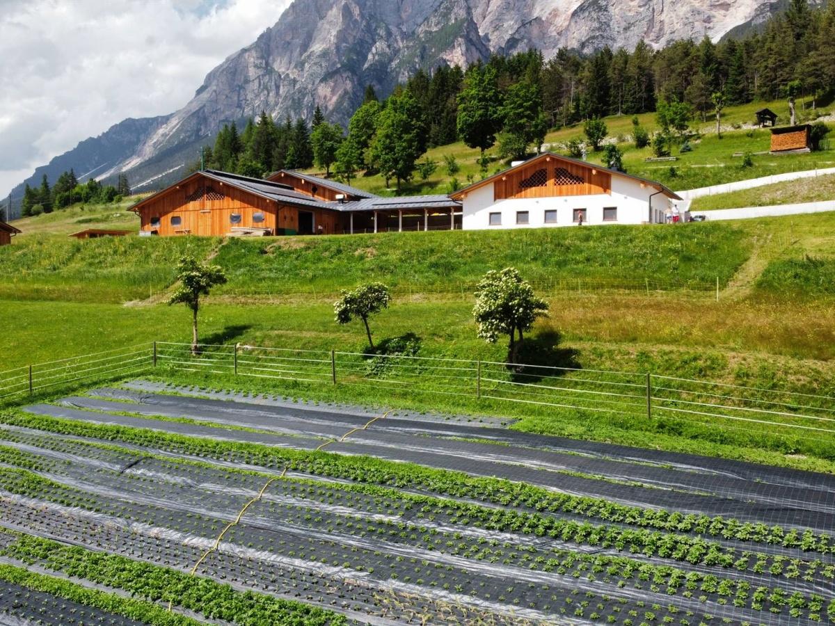 SANWIDO Azienda Agricola - 2