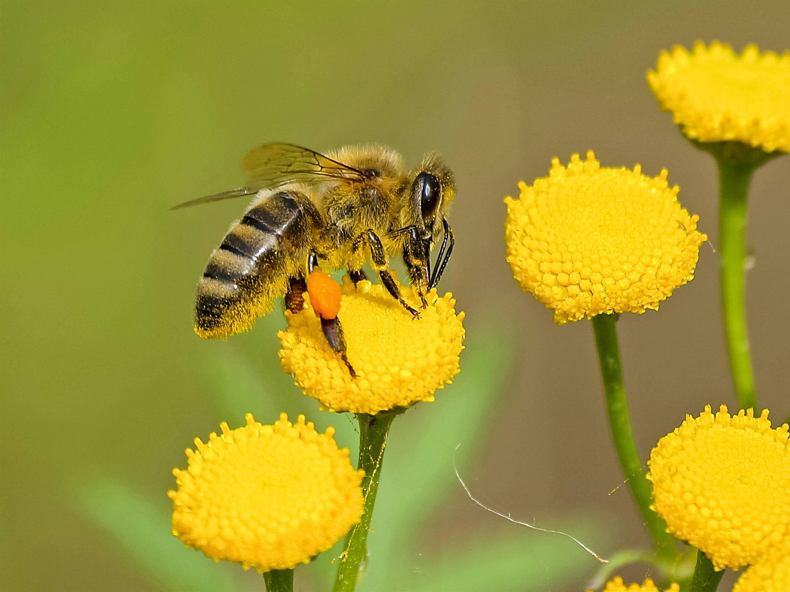 Bee Trek: in cammino con le Api.
