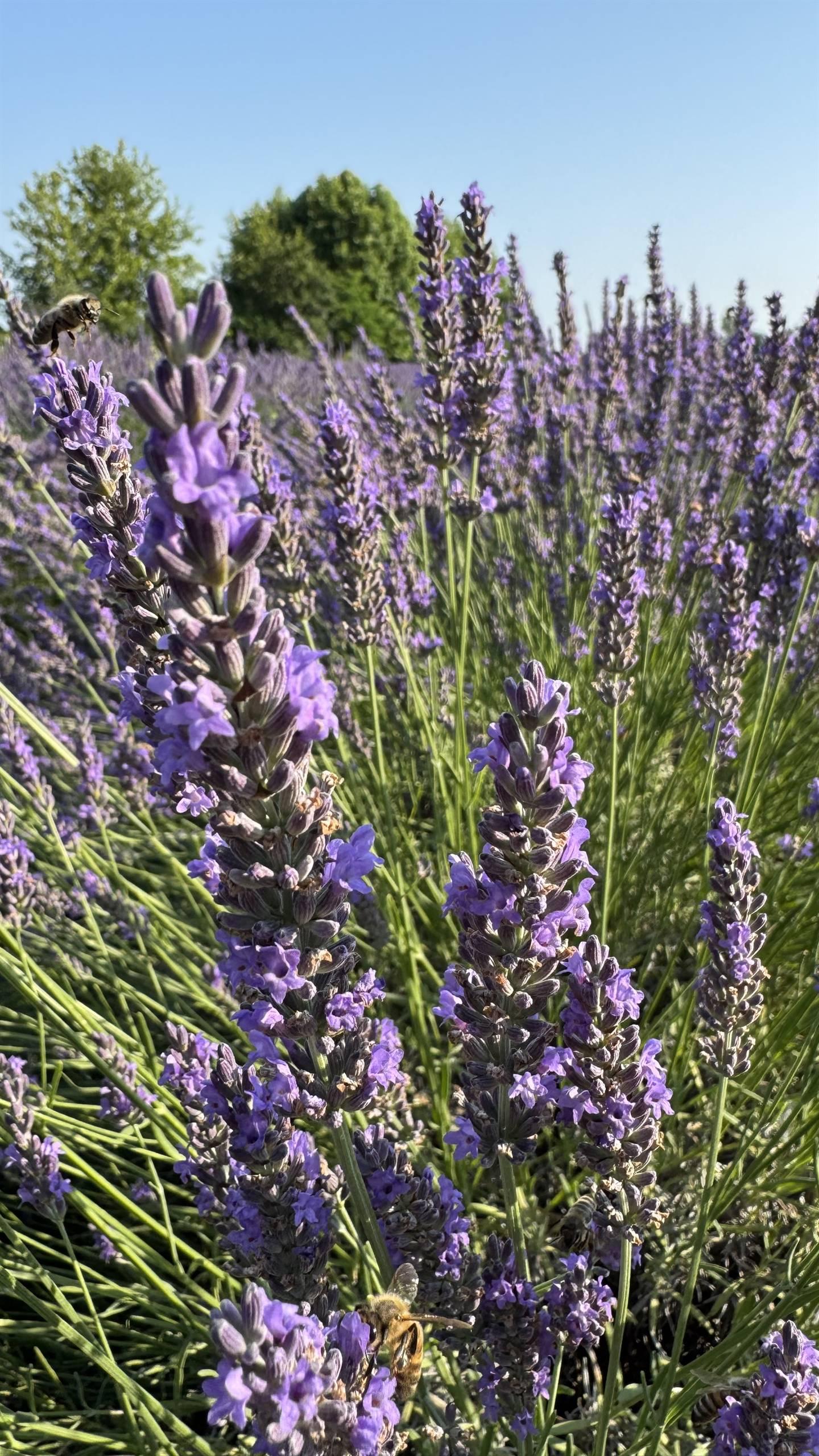 LAVANDA DEL BRENTA