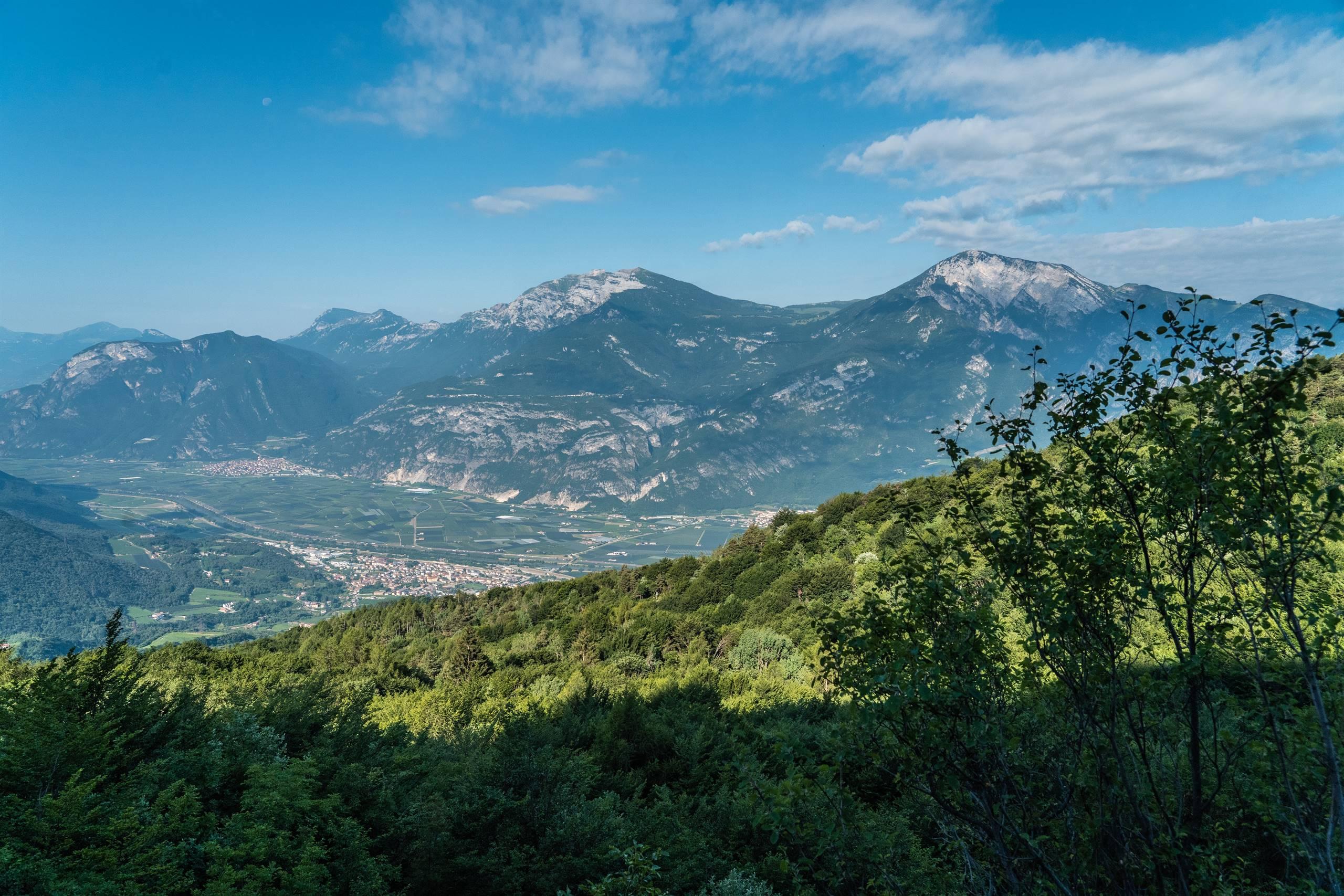 Al riparo degli alberi 2025