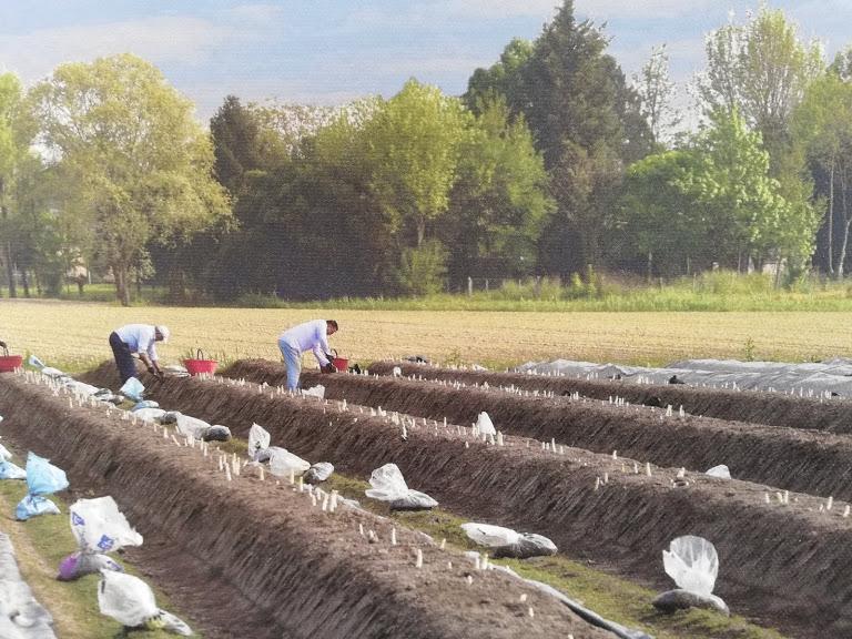 Azienda Agricola Pettenon