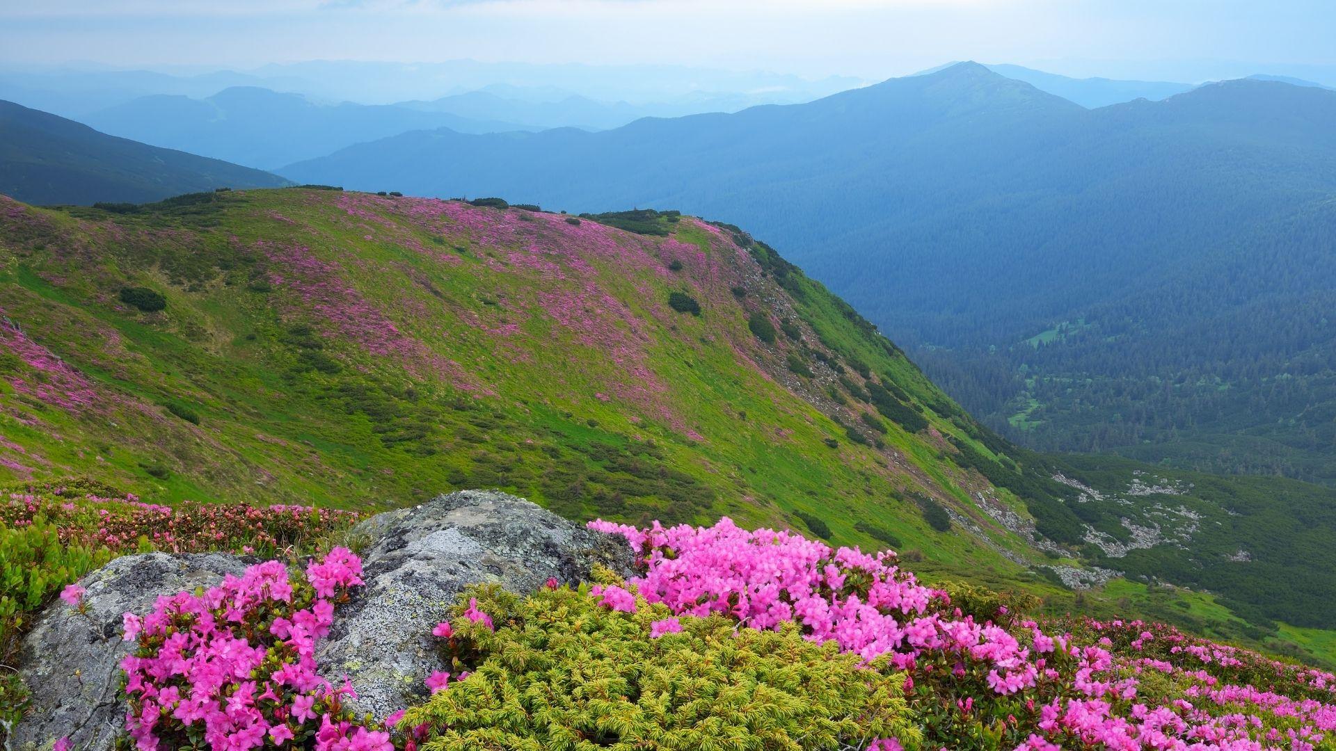 Alla scoperta di fiori e piante della Valbelluna