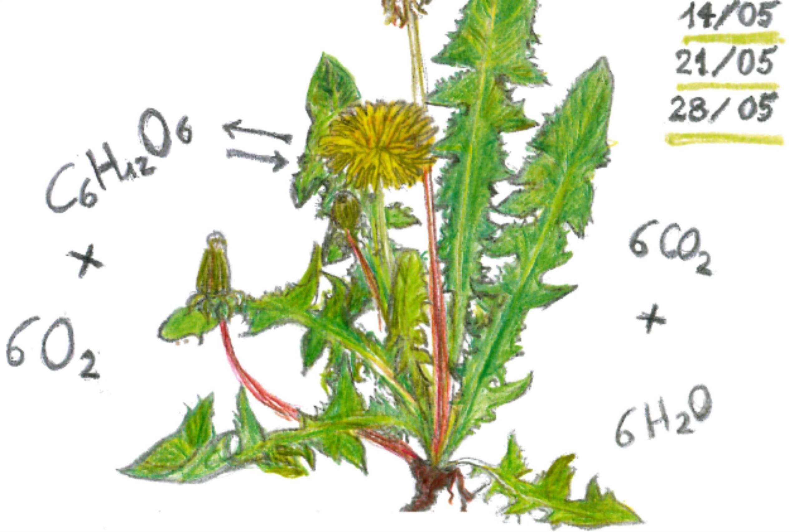 La chimica nel piatto e le erbe spontanee