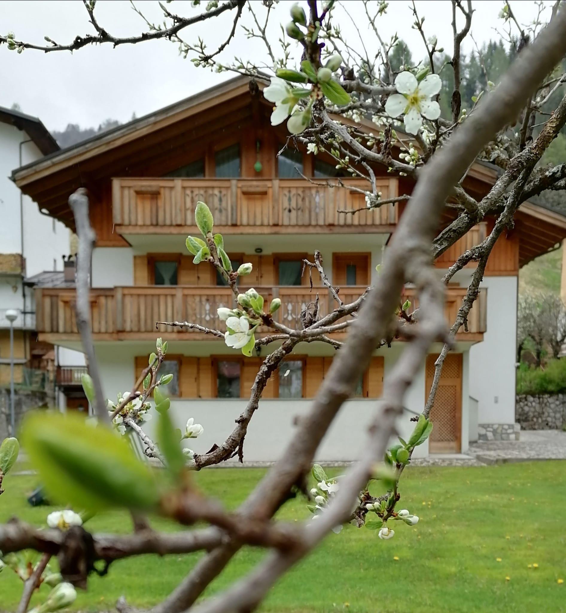 IL TULIPANO