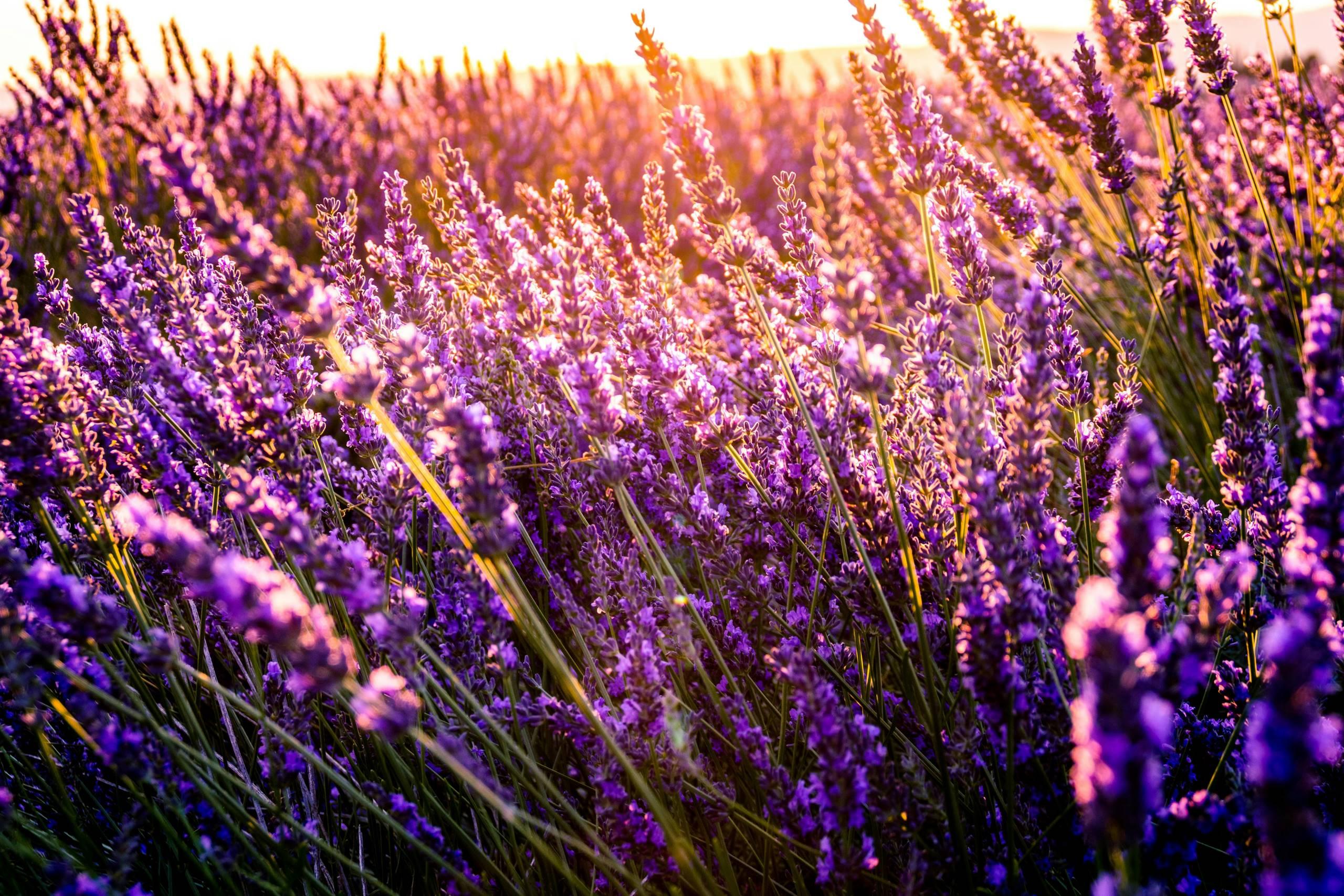 Meditazione al tramonto tra la Lavanda