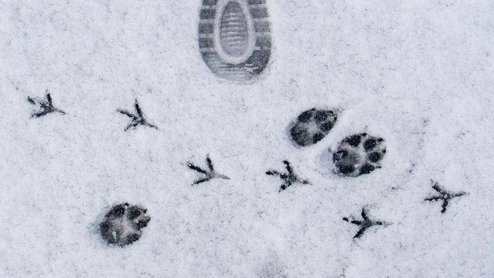 Impronte_inverno