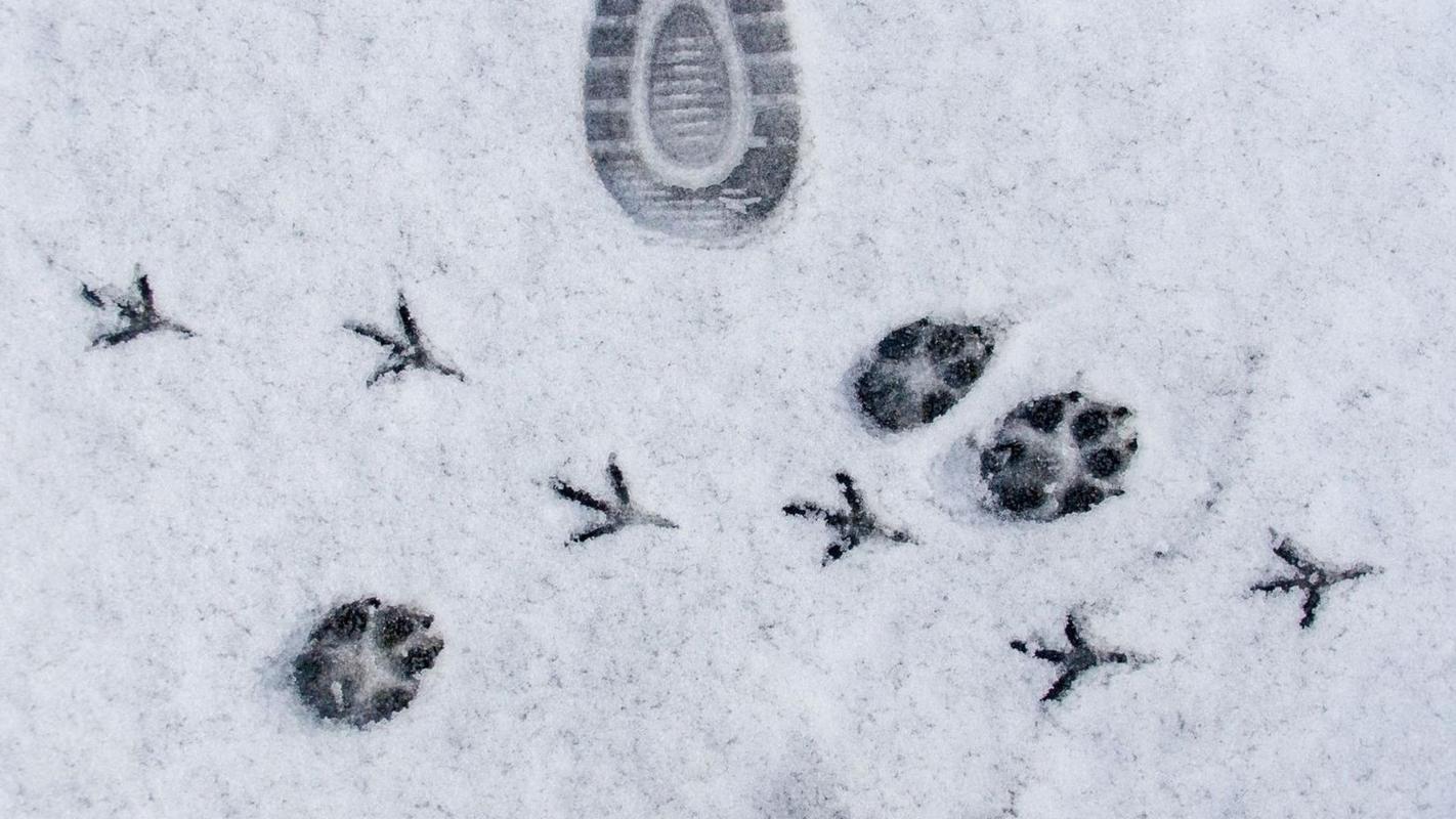 Impronte_inverno