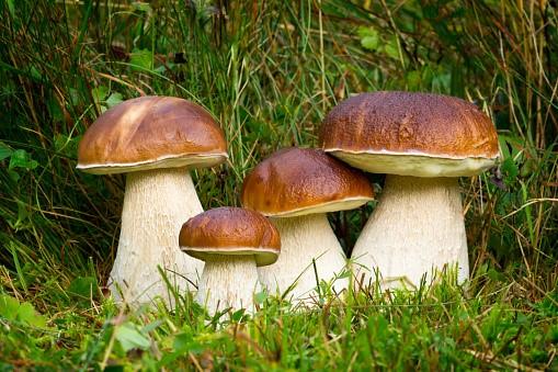 Mushroom walk