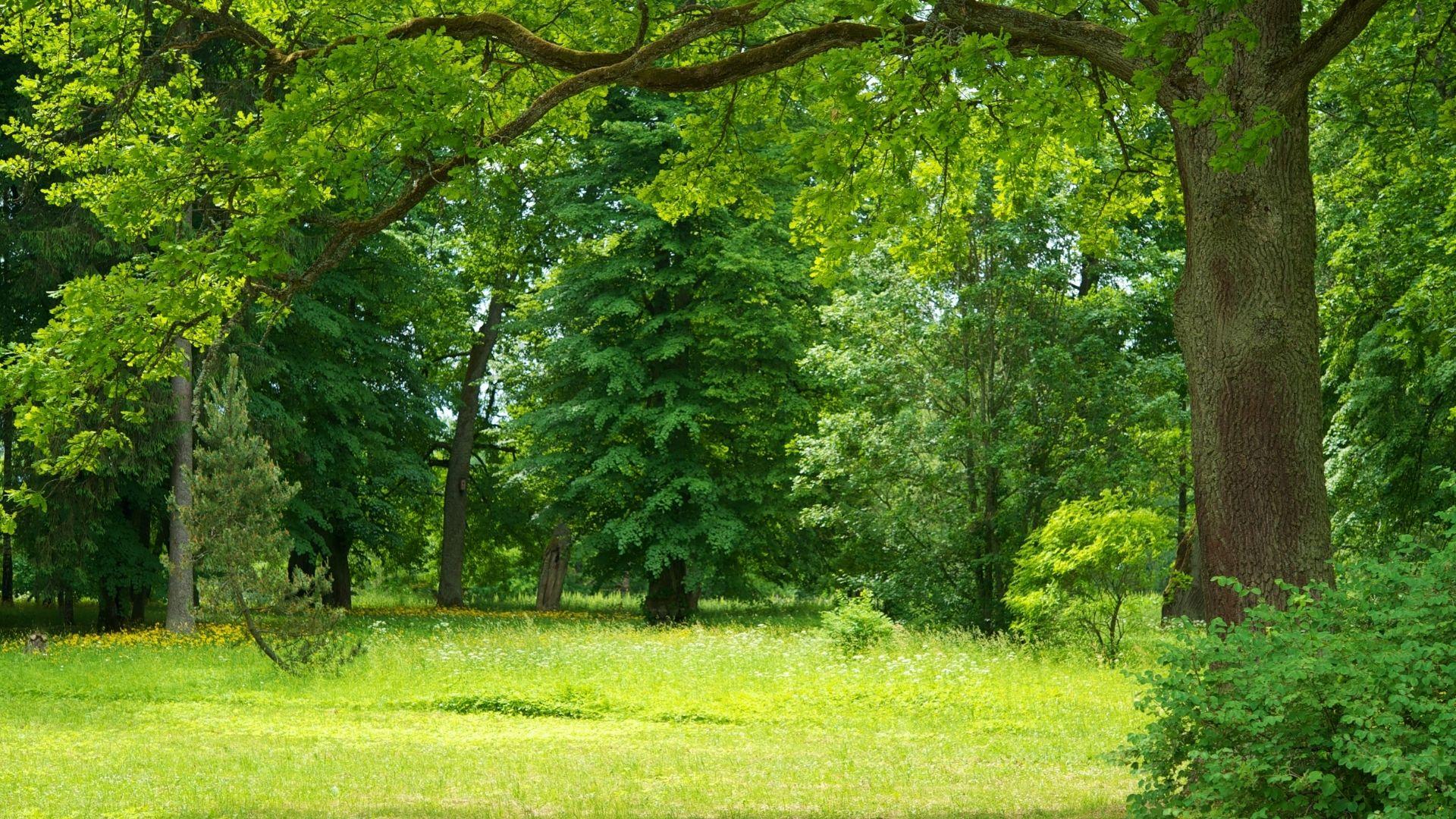 Area Prior