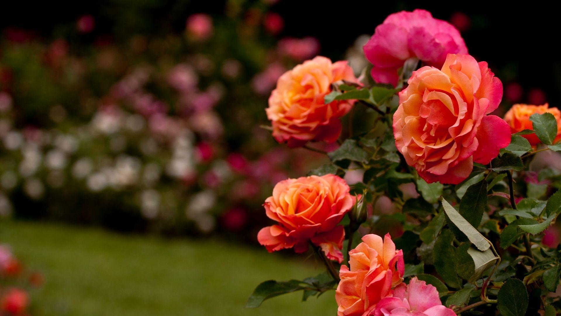 Apertura Giardino delle rose