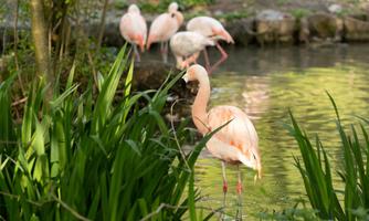 A pink flamingo stands at the shore of a calm body of water, surrounded by green grass. In the background, more flamingos are visible.