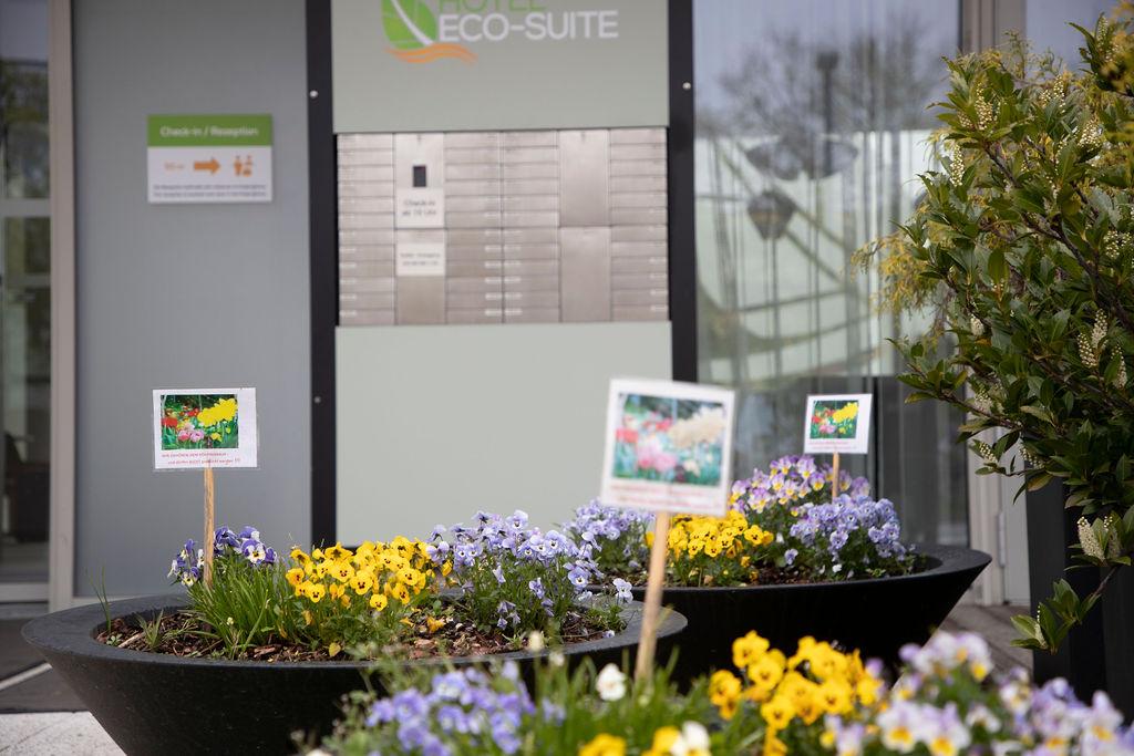 Colorful flower beds in front of an entrance. In the background, there is a sign with the inscription "ECO-SUITE".