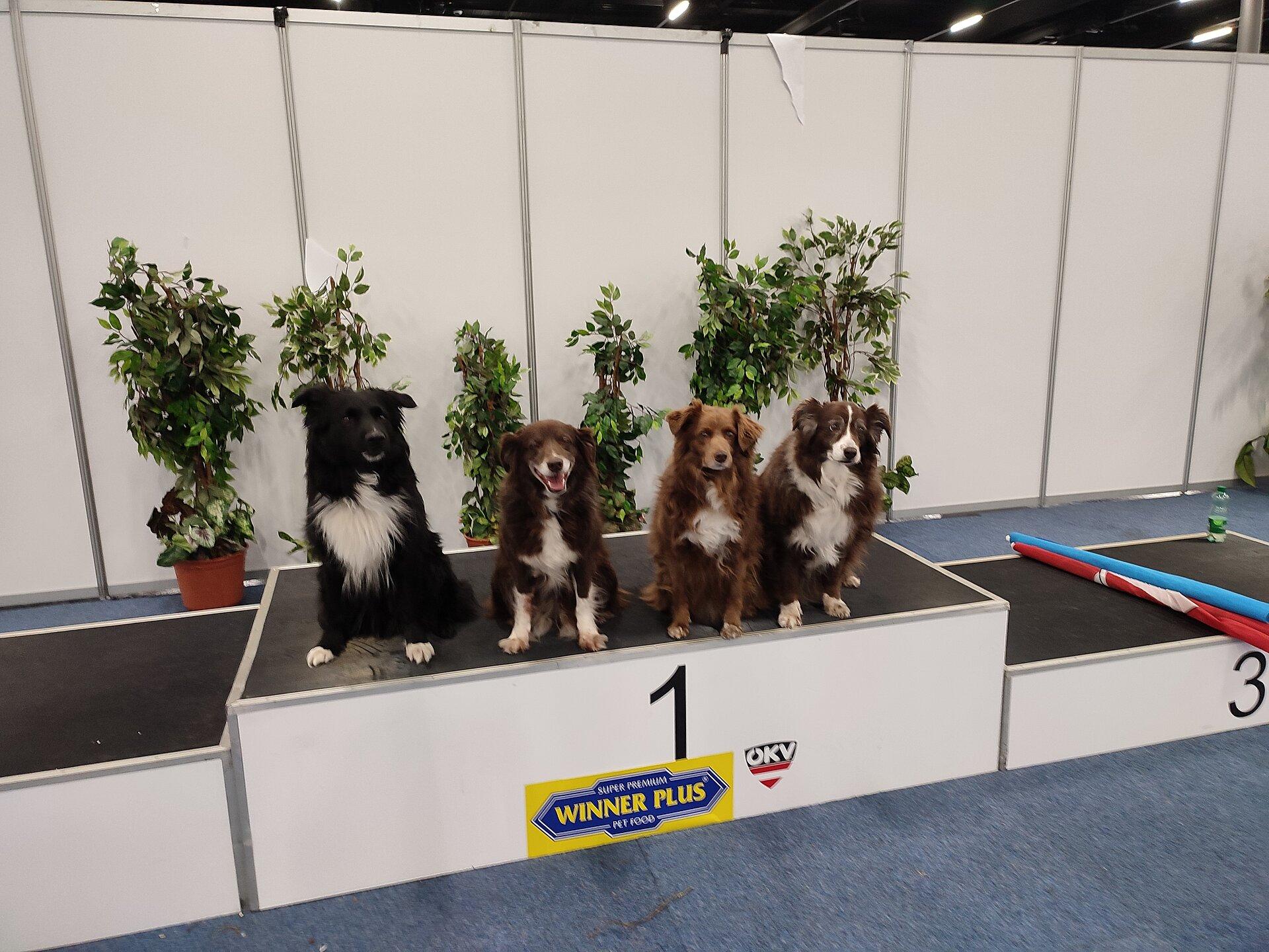 Internationale Hundeausstellung