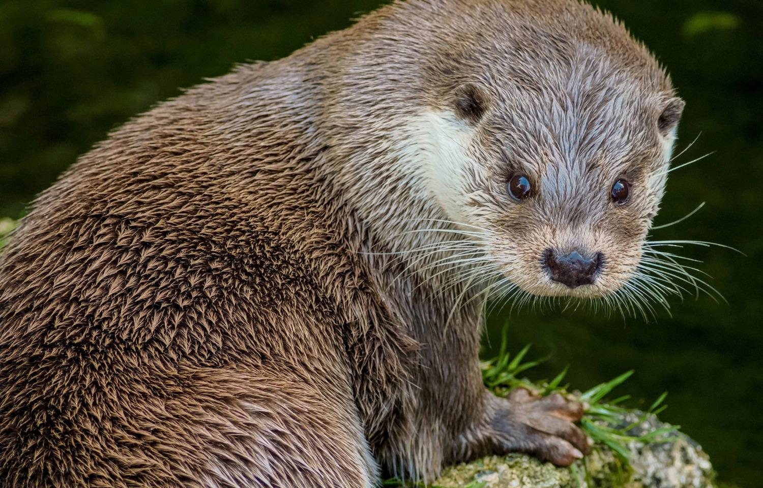 Verspielte Wasserakrobaten – Fischotter