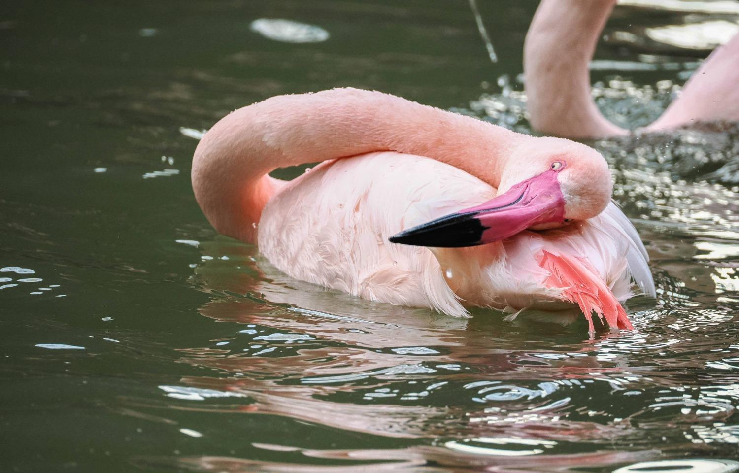 Rosige Aussichten – Flamingos