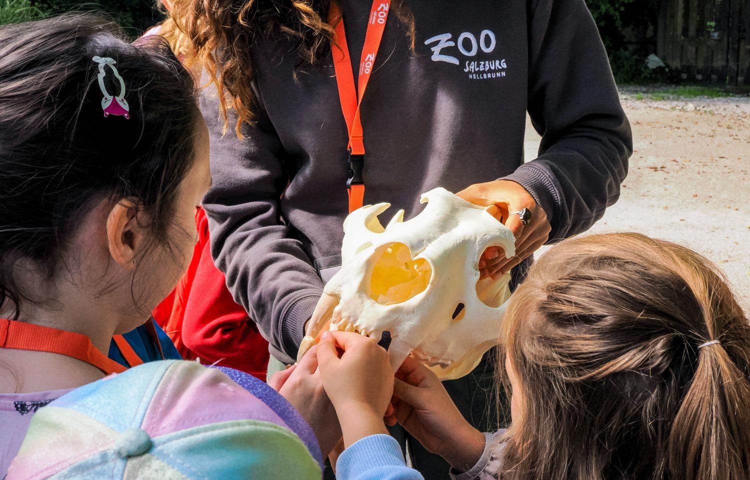 Zookids Junior