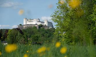 An impressive castle sits atop a hill, surrounded by green trees. In the foreground, yellow flowers bloom in a meadow.