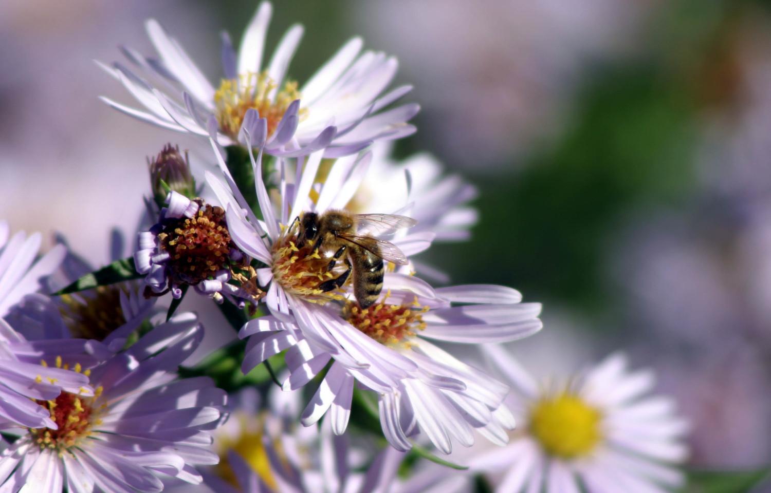 „Sumsi Bienentag“ – Familienveranstaltung