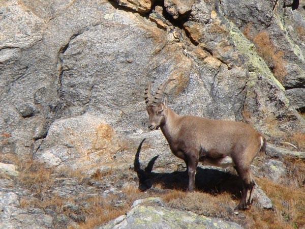 Steinbock.Welten im Zillergrund