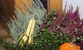 An arrangement of colorful plants, including purple heather and green leaves. Additionally, a yellow pumpkin and a small orange pumpkin are visible.