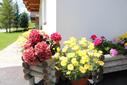 Blumen Blumen