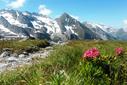 Bergsommer Bergsommer