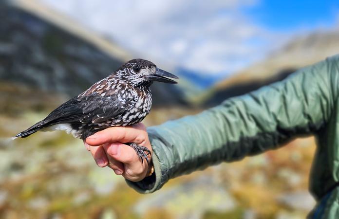 Besuch des Alpinen Vogel Hot Spots