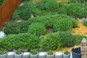 Garten Garten