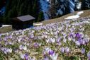 Krokusblüte Krokusblüte