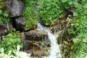 Wald Wald